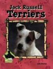 Jack Russell terriers