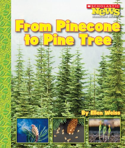 From pinecone to pine tree