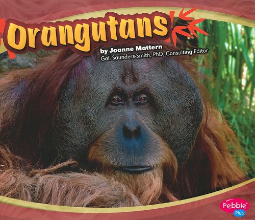 Orangutans