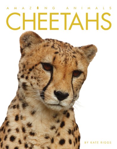 Cheetahs