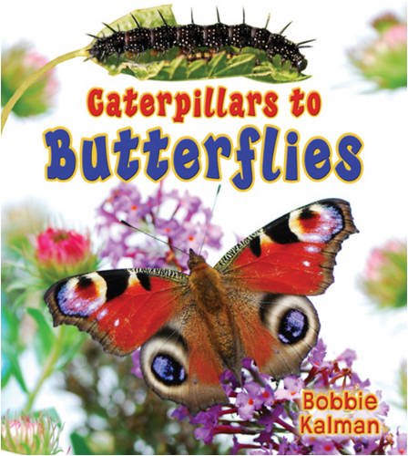 Caterpillars to butterflies
