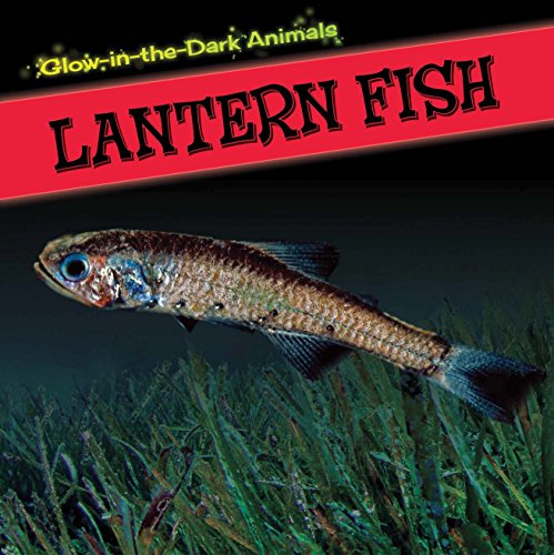 Lantern fish