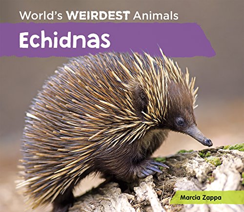 Echidnas