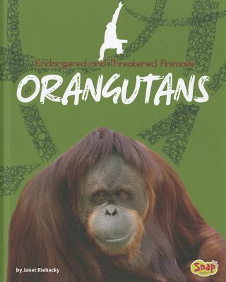 Orangutans