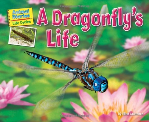 A dragonfly's life