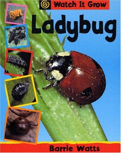 Ladybug