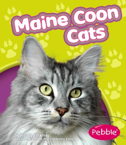 Maine coon cats