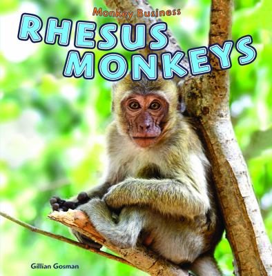 Rhesus Monkeys