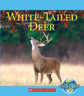 White-tailed Deer