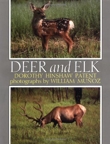 Deer and elk