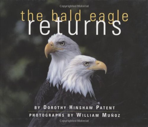 The bald eagle returns