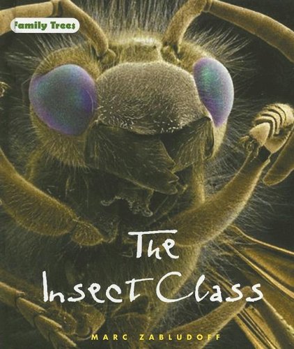 The insect class