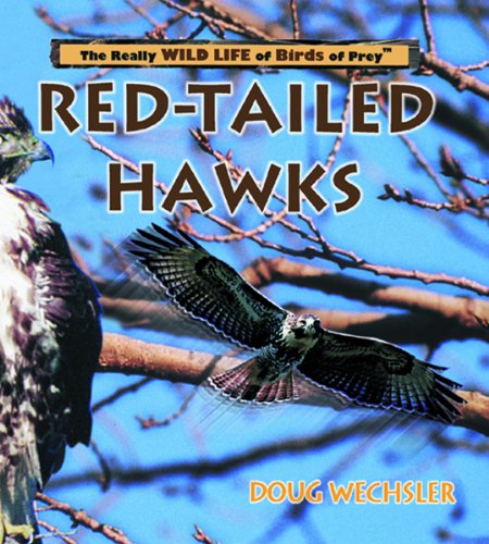 Red-tailed hawks