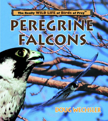 Peregrine falcons