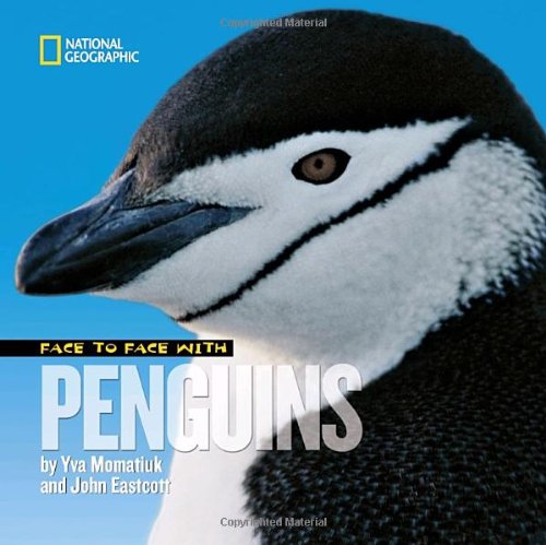 Face to face with penguins