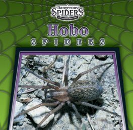 Hobo spiders