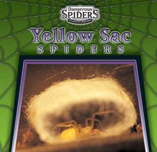 Yellow sac spiders