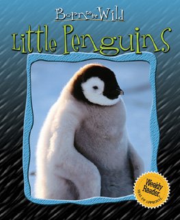 Little penguins