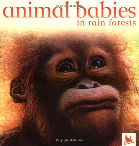 Animal babies in the rainforest