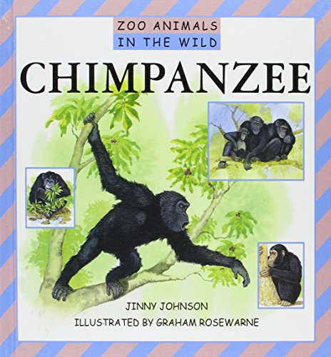 Chimpanzee