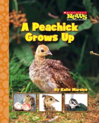 A peachick grows up