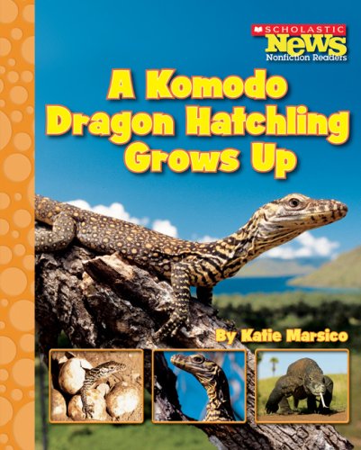 A komodo dragon hatchling grows up