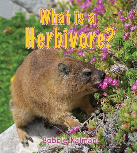 What is a herbivore?