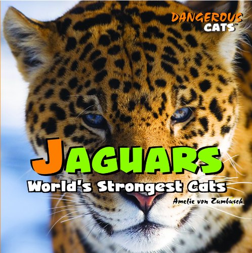 Jaguars : world's strongest cats