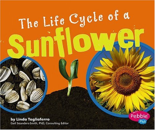 The life cycle of a sunflower