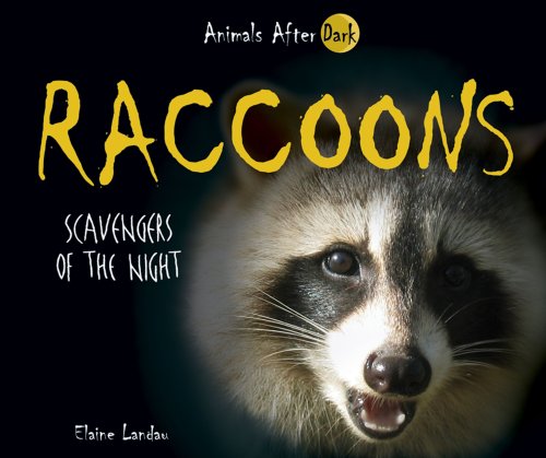 Raccoons : scavengers of the night