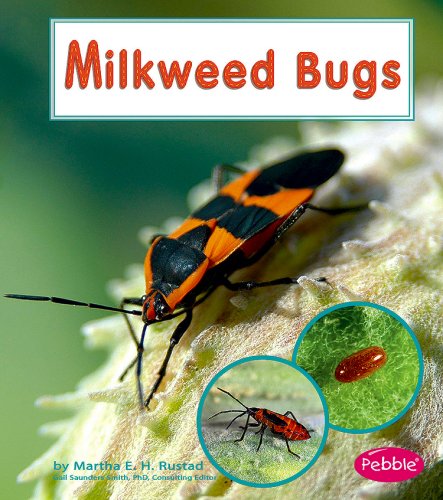 Milkweed bugs