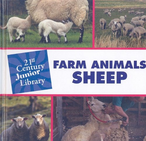 Farm animals:  Sheep. Sheep /