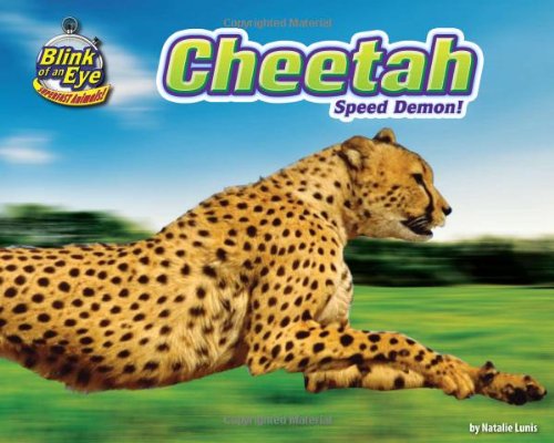 Cheetah : speed demon!