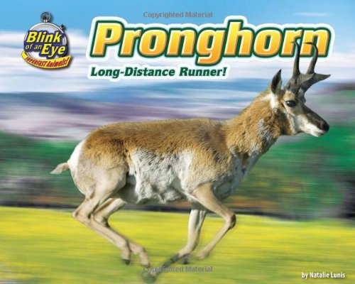 Pronghorn : long-distance runner!