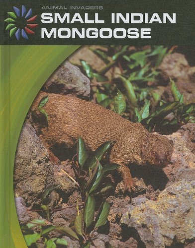 Small Indian mongoose