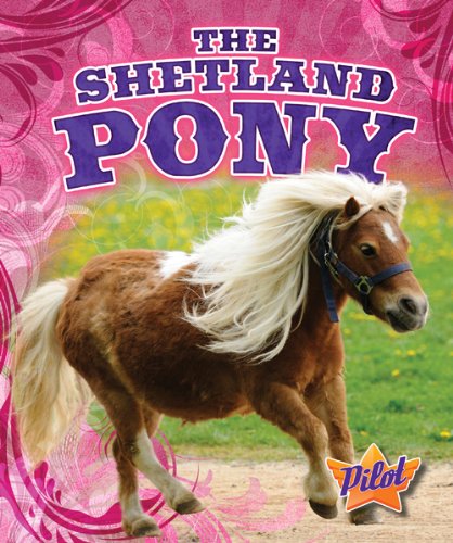 The shetland pony