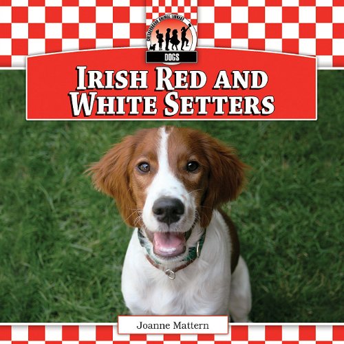 Irish red and white setters