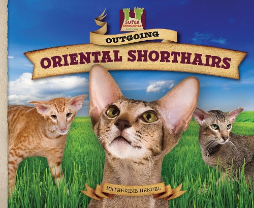 Outgoing Oriental shorthairs : curious! active! slender! elegant! smart! vocal!