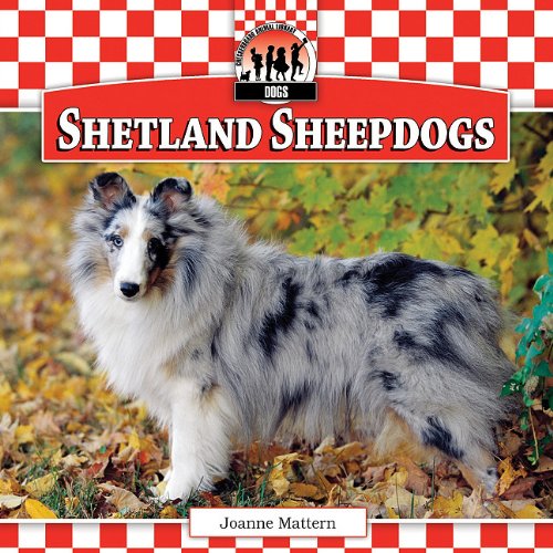 Shetland sheepdogs