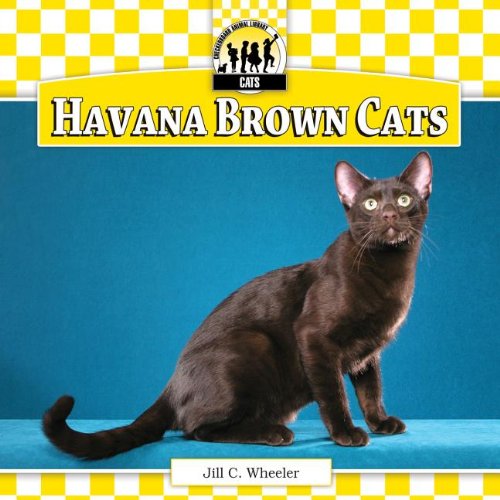 Havana brown cats