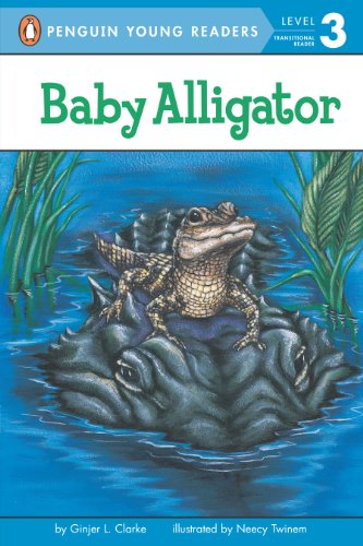 Baby alligator