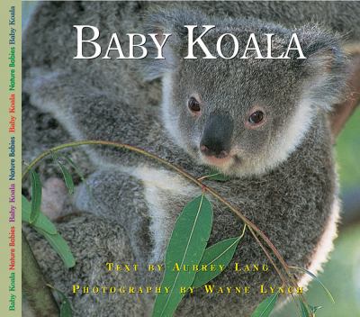 Baby koala