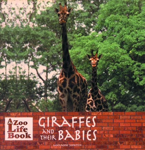 Giraffes and their babies