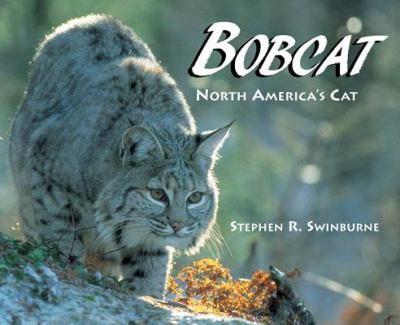 Bobcat : North America's cat