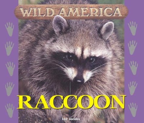 Raccoon