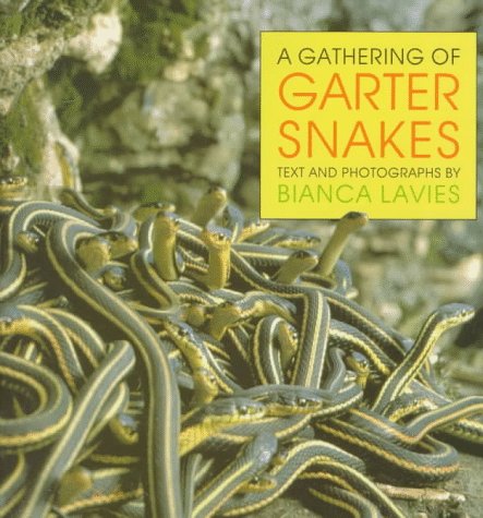 A gathering of garter snakes