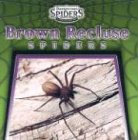 Brown recluse spiders /.
