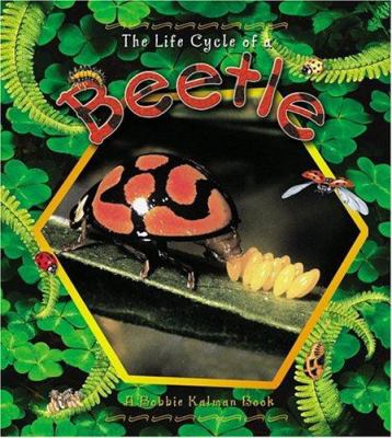 The life cycle of a beetle