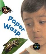 Paper wasp