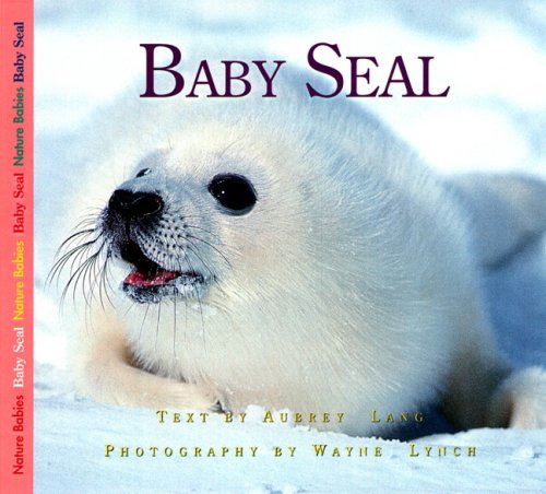 Baby seal